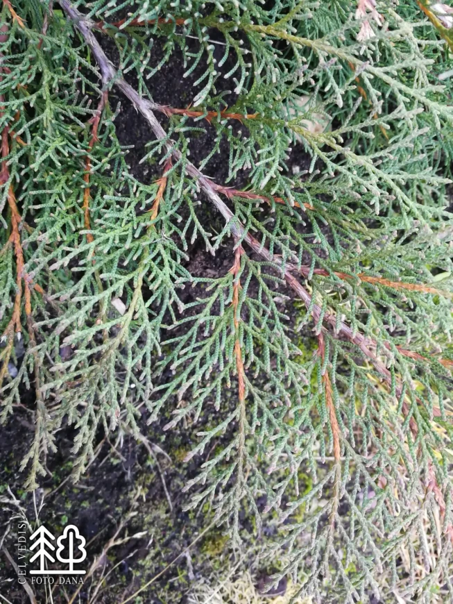 Microbiota decussata